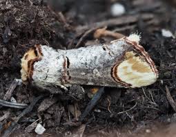 Attēlu rezultāti vaicājumam “Phalera bucephala imago”