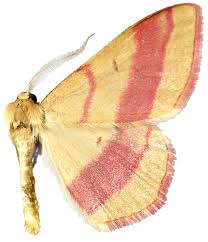 Attēlu rezultāti vaicājumam “Rhodostrophia vibicaria”