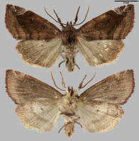 Attēlu rezultāti vaicājumam “Cosmia pyralina”