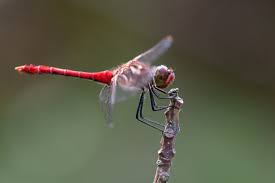 Attēlu rezultāti vaicājumam “Sympetrum sanguineum”