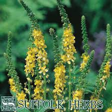Image result for Agrimonia eupatoria