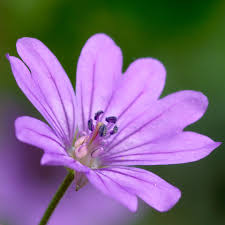 Attēlu rezultāti vaicājumam “Geranium pyrenaicum flower”