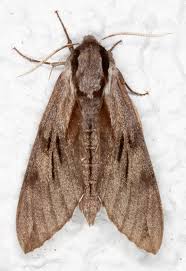 Attēlu rezultāti vaicājumam “Sphinx pinastri”