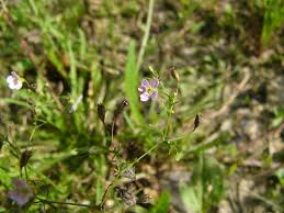 Attēlu rezultāti vaicājumam “Gypsophila muralis”