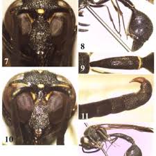 Attēlu rezultāti vaicājumam “Eumenes sp.”