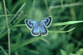 Attēlu rezultāti vaicājumam “Maculinea alcon”