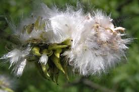 Attēlu rezultāti vaicājumam “Salix caprea fruit”