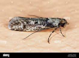 Attēlu rezultāti vaicājumam “Tineidae”