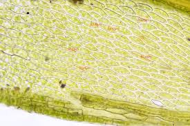 Attēlu rezultāti vaicājumam “Bryum caespiticium”