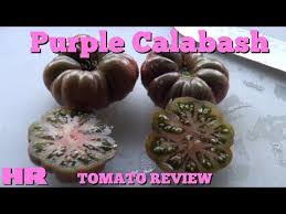 Afbeeldingsresultaat voor purple calabash tomato