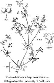 Attēlu rezultāti vaicājumam “Galium trifidum”