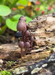 Attēlu rezultāti vaicājumam “Craterocolla cerasi”