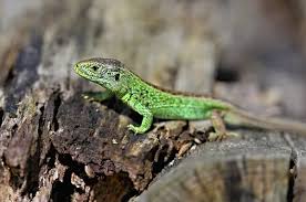 Attēlu rezultāti vaicājumam “Lacerta agilis male”