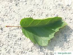 Attēlu rezultāti vaicājumam “Crataegus chrysocarpa”
