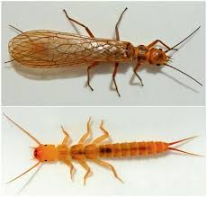 Attēlu rezultāti vaicājumam “Plecoptera”