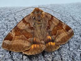 Attēlu rezultāti vaicājumam “Euclidia glyphica”