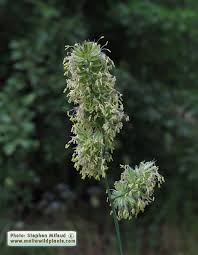 Attēlu rezultāti vaicājumam “Dactylis glomerata subsp. glomerata”