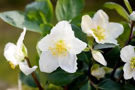 Attēlu rezultāti vaicājumam “Helleborus niger flower”