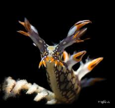 ผลการค้นหารูปภาพสำหรับ Bornella Anguilla