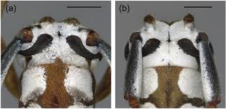 Attēlu rezultāti vaicājumam “Lycogala convexum sessile”