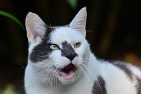 Image result for geeuw