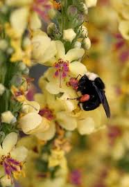 Attēlu rezultāti vaicājumam “Verbascum nigrum flower”