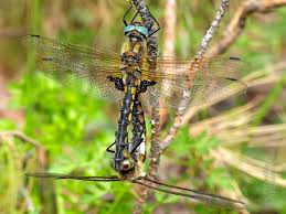 Attēlu rezultāti vaicājumam “Epitheca bimaculata”