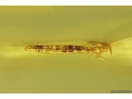 Attēlu rezultāti vaicājumam “Raphidioptera larva”