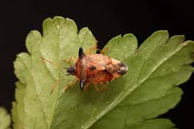 Attēlu rezultāti vaicājumam “Semioscopis oculella”