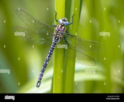 Attēlu rezultāti vaicājumam “Brachytron pratense”