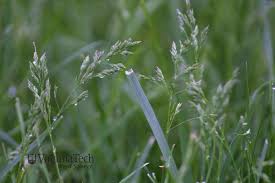 Attēlu rezultāti vaicājumam “Poa pratensis fruit”