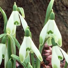 Attēlu rezultāti vaicājumam “Galanthus nivalis fruit”
