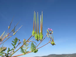 Attēlu rezultāti vaicājumam “Erodium cicutarium”