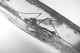 Attēlu rezultāti vaicājumam “Ptychoptera sp.”