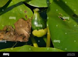 Attēlu rezultāti vaicājumam “Nuphar lutea fruit”