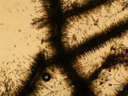 Attēlu rezultāti vaicājumam “Batrachospermum moniliforme”