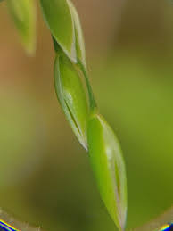 Attēlu rezultāti vaicājumam “Milium effusum”