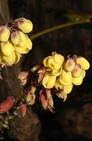Attēlu rezultāti vaicājumam “Mahonia aquifolium bud”