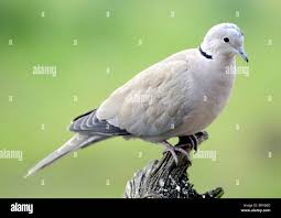 Attēlu rezultāti vaicājumam “Streptopelia decaocto”