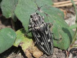 Attēlu rezultāti vaicājumam “Chalcophora mariana”