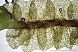 Attēlu rezultāti vaicājumam “Leiocolea collaris”