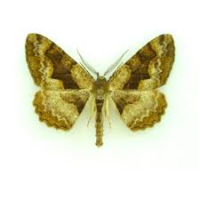 Attēlu rezultāti vaicājumam “Alcis repandata”