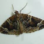 Attēlu rezultāti vaicājumam “Eulithis prunata”