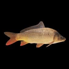 Image result for Cyprinus carpio
