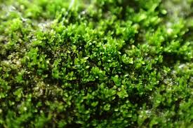 Attēlu rezultāti vaicājumam “Gyroweisia tenuis”