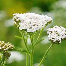 Attēlu rezultāti vaicājumam “Achillea salicifolia”