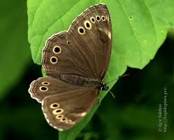 Attēlu rezultāti vaicājumam “Lopinga achine underside”