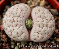 Attēlu rezultāti vaicājumam “Lithomoia solidaginis”