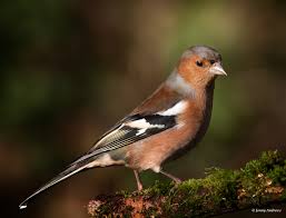 Attēlu rezultāti vaicājumam “Fringilla coelebs”