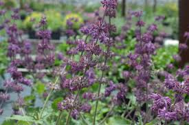 Attēlu rezultāti vaicājumam “Salvia verticillata flower”
